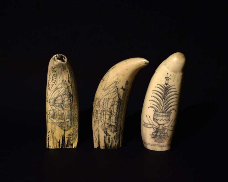 Tre Scrimshaw incisi