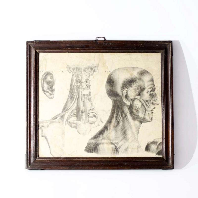 Mecco Leone, Tavola anatomica